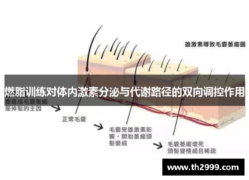 燃脂训练对体内激素分泌与代谢路径的双向调控作用