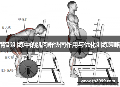 背部训练中的肌肉群协同作用与优化训练策略
